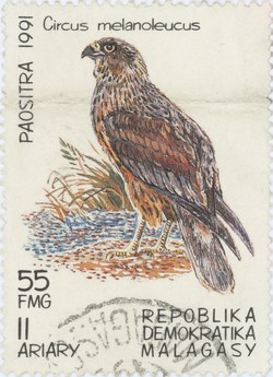 Circus melanoleucus: 55-Franc (11-Ariary) Postage Stamp