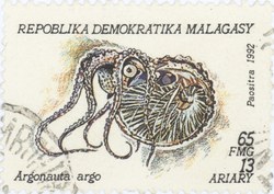 Argonauta argo: 65-Franc (13-Ariary) Postage Stamp