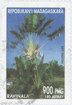 Ravenala: 900-Franc (180-Ariary) Postage Stamp