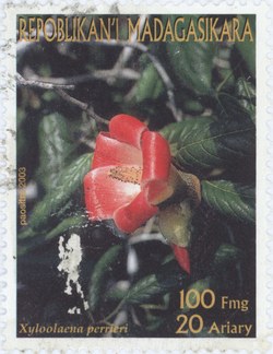 Xyloolaena perrieri: 100-Franc (20-Ariary) Postage Stamp