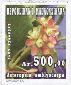 Asteropeia amblyocarpa: 500-Ariary Postage Stamp