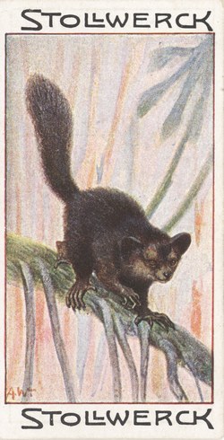 L'Aye-Aye: (Chiromys madagascariensis)