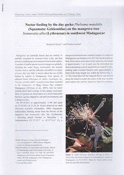 Nectar feeding by the day gecko Phelsuma mutabilis (Squamata: Gekkonidae) on the mangrove tree Sonneratia alba (Lythraceae) in southwest Madagascar