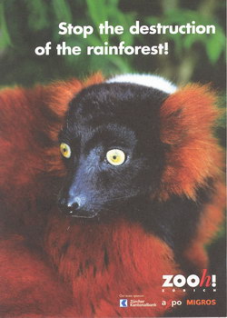 Stop the destruction of the rainforest!