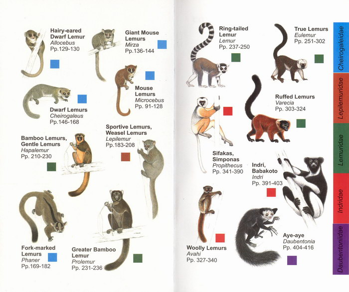 lemur-ci2-endpapers.jpg