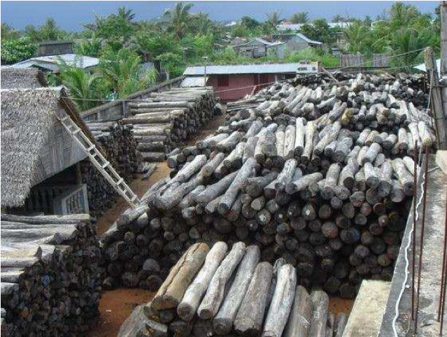 Logging in Marojejy