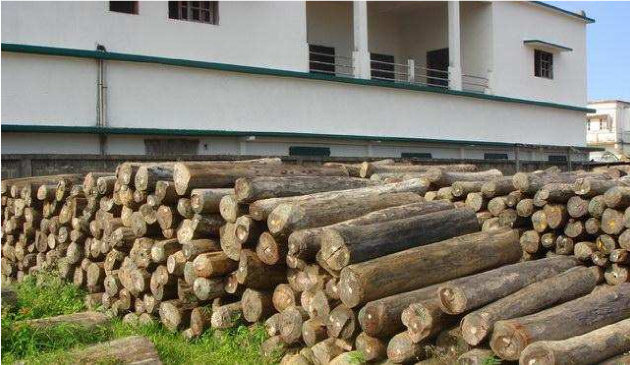 Logging in Marojejy