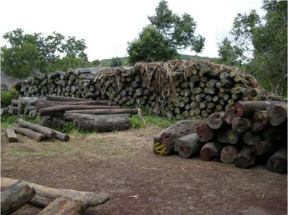 Logging in Marojejy
