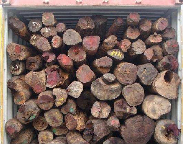 Logging in Marojejy