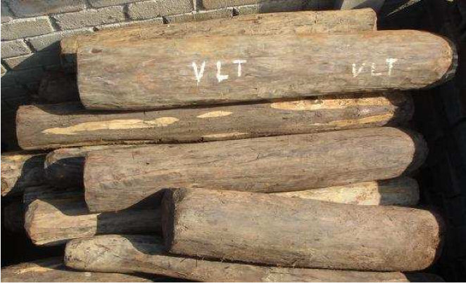Logging in Marojejy
