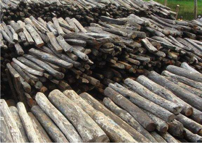 Logging in Marojejy