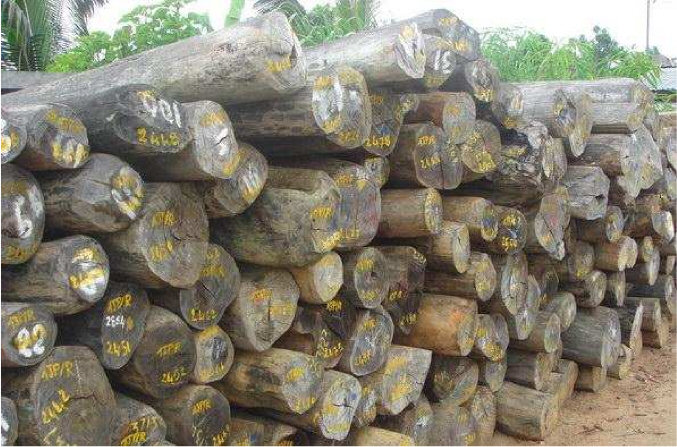 Logging in Marojejy