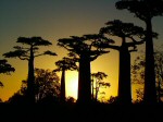 Grandidier's baobabs, copyright Daniel Austin