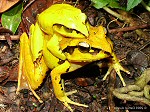 Mating Aglyptodactylus madagascariensis, copyright Daniel Austin