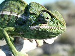 Furcifer oustaleti, copyright Daniel Austin