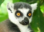 Ring-tailed lemur, copyright Daniel Austin