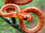 Stenophis arctifasciata, copyright Daniel Austin